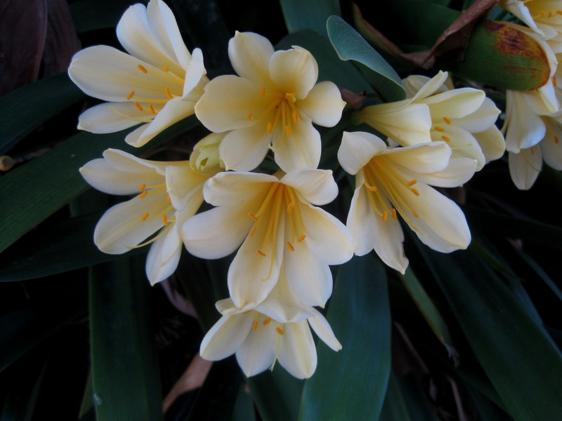 clivia-miniata-witte bloemen - soorten - kamerplanten weinig onderhoud